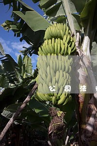 公司法律顾问如何合规 公司法律顾问如何合规