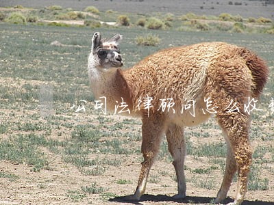 公司法律顾问怎么收费的