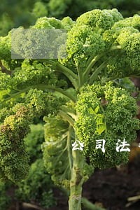 公司法律顾问服务电话 公司法律顾问服务电话