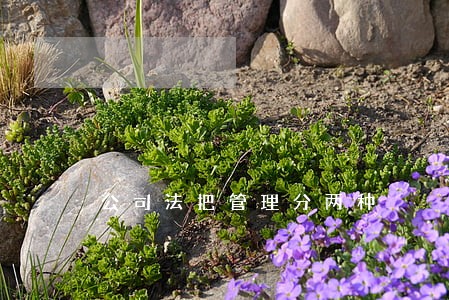 公司法把管理分两种