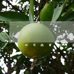 公司法百度网盘 公司法百度网盘