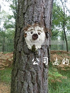 公司法的成因 公司法的成因