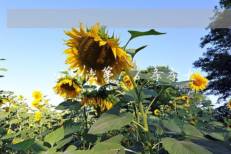 公司法第16条条文 公司法第16条条文