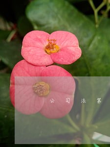 公司法第三次修改 公司法第三次修改