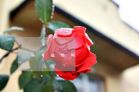 公司法结构 公司法结构