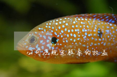 公司法规定股东的权益 公司法规定股东的权益