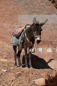 公司法读书笔记论文 公司法读书笔记论文