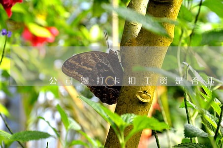 公司漏打卡扣工资是否违法 公司漏打卡扣工资是否违法