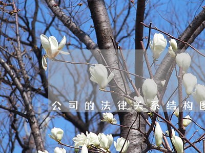 公司的法律关系结构图