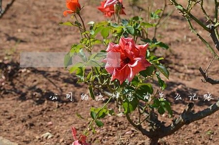 公司的法律咨询怎么记账 公司的法律咨询怎么记账