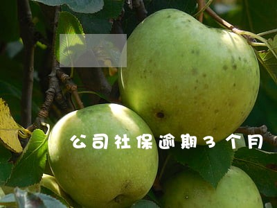 公司社保逾期3个月 公司社保逾期3个月