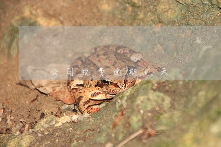公司税费逾期1天 公司税费逾期1天