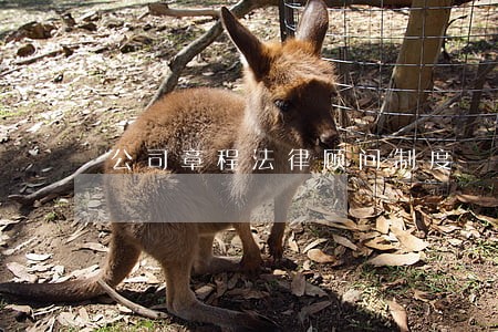 公司章程法律顾问制度 公司章程法律顾问制度