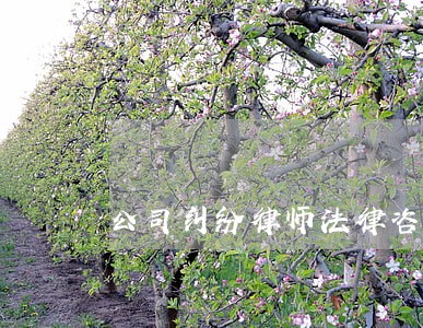 公司纠纷律师法律咨询 公司纠纷律师法律咨询