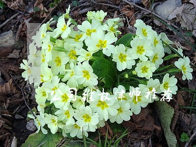 公司维权律师推荐 公司维权律师推荐