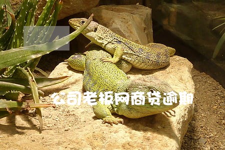 公司老板网商贷逾期 公司老板网商贷逾期