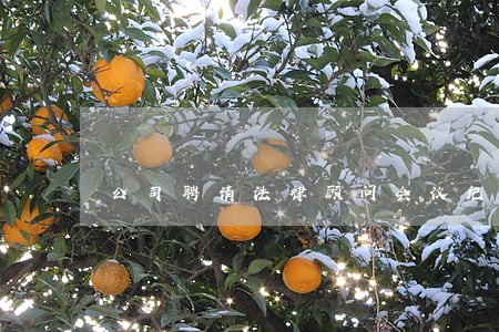 公司聘请法律顾问会议纪要