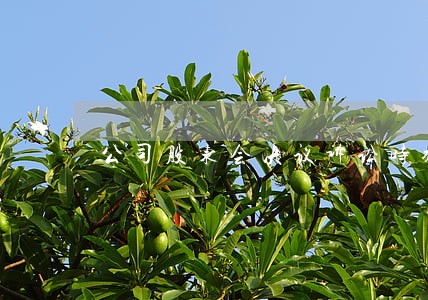 公司股东会决议诉讼时效