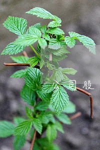 公司股东会哪些行为属违法行为 公司股东会哪些行为属违法行为