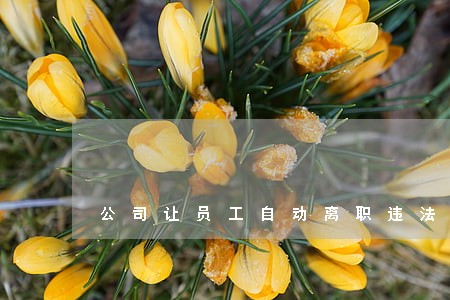 公司让员工自动离职违法吗 公司让员工自动离职违法吗