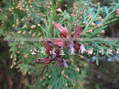 公司设立法律顾问做什么 公司设立法律顾问做什么