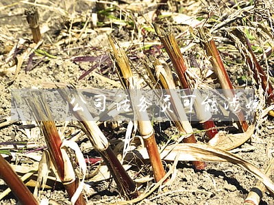 公司话务员可能涉嫌违法打电话 公司话务员可能涉嫌违法打电话