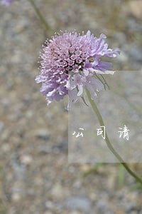 公司请了法律顾问谈离职