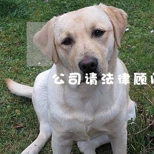 公司请法律顾问多少钱 公司请法律顾问多少钱