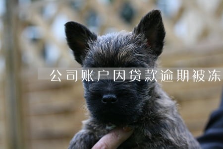 公司账户因贷款逾期被冻结 公司账户因贷款逾期被冻结