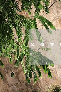 公司贷款本金逾期 公司贷款本金逾期