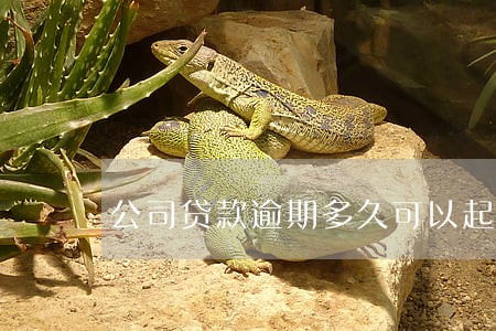 公司贷款逾期多久可以起诉 公司贷款逾期多久可以起诉