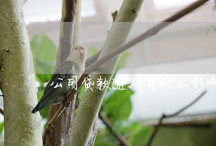 公司贷款逾期有什么影响 公司贷款逾期有什么影响