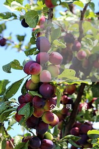 公司贷款逾期还利息