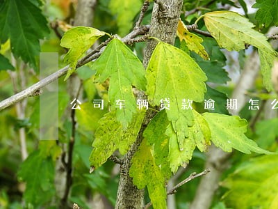 公司车辆贷款逾期怎么办 公司车辆贷款逾期怎么办