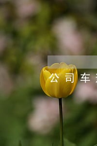 公司车逾期未年审怎么办6 公司车逾期未年审怎么办6