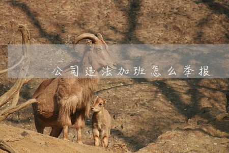 公司违法加班怎么举报 公司违法加班怎么举报