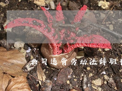 公司违背劳动法辞职书