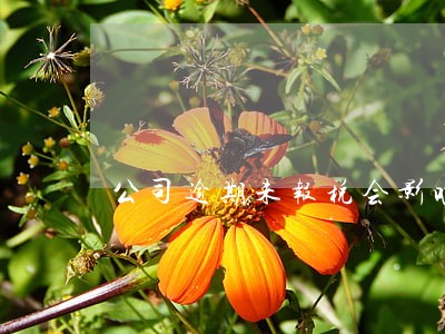 公司逾期未报税会影响信用卡吗 公司逾期未报税会影响信用卡吗