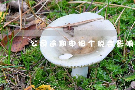 公司逾期申报个税会影响信用吗 公司逾期申报个税会影响信用吗