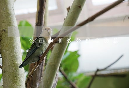 公司逾期缴公积金贷款 公司逾期缴公积金贷款