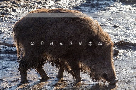 公司钱被法院冻结了