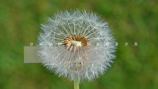 公司银行贷款能逾期多少天 公司银行贷款能逾期多少天