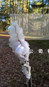 公司银行贷款逾期一天 公司银行贷款逾期一天