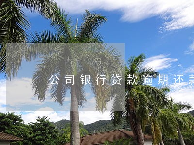 公司银行贷款逾期还款情况说明 公司银行贷款逾期还款情况说明