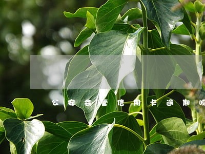 公安会管信用卡逾期吗 公安会管信用卡逾期吗