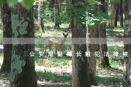 公安局副局长触犯法律被逮捕 公安局副局长触犯法律被逮捕