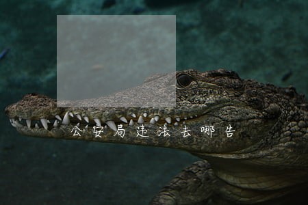 公安局违法去哪告 公安局违法去哪告