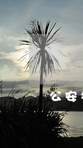 公安机关销毁违法车辆 公安机关销毁违法车辆