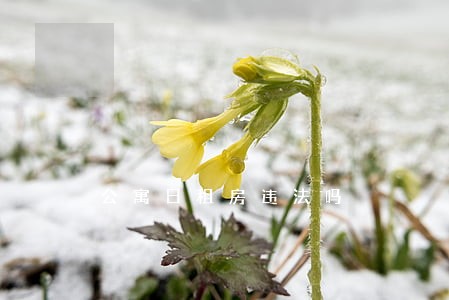公寓日租房违法吗 公寓日租房违法吗