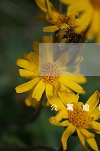 公寓逾期4次还能贷款吗 公寓逾期4次还能贷款吗